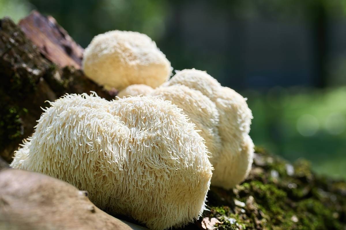 What Are Functional Mushrooms? A Beginner's Guide to Types, Benefits & Safety