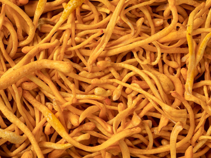 Cordyceps