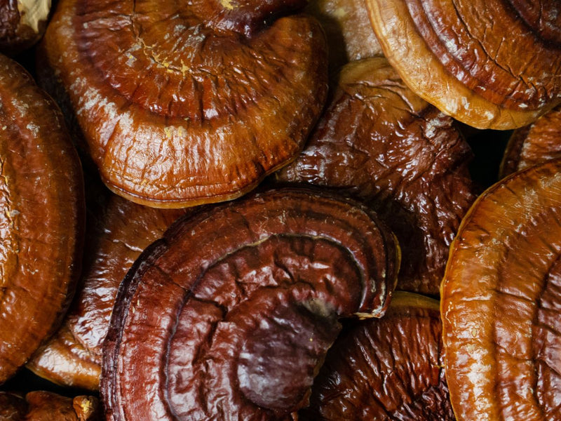 Reishi